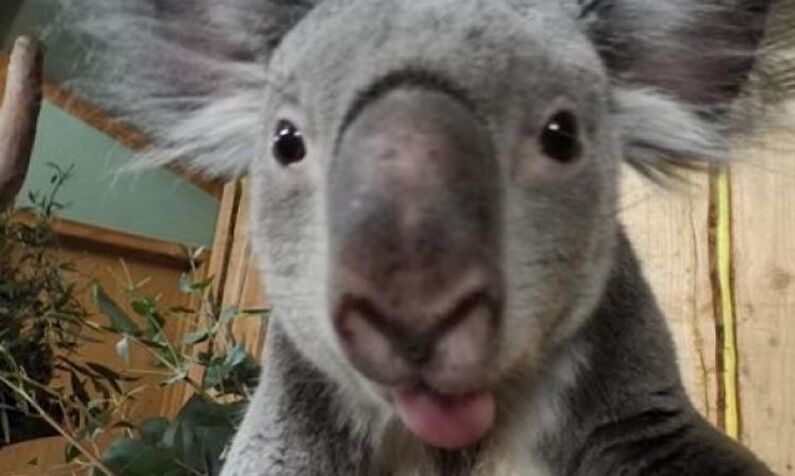 Даже коалы умеют делать селфи