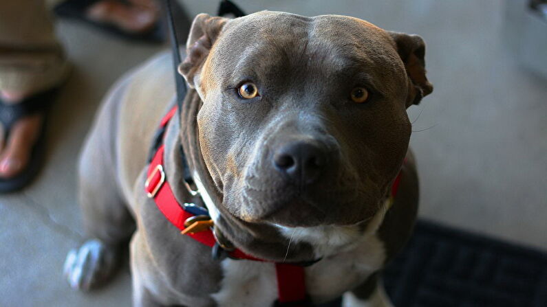 Сила цветов или няшные питбули