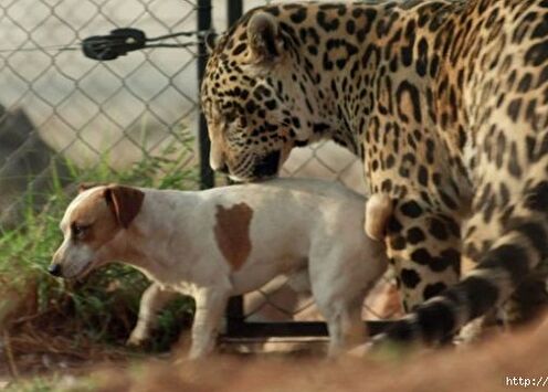 Необычная дружба животных