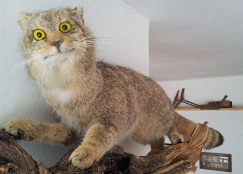 Веселые таксидермисты