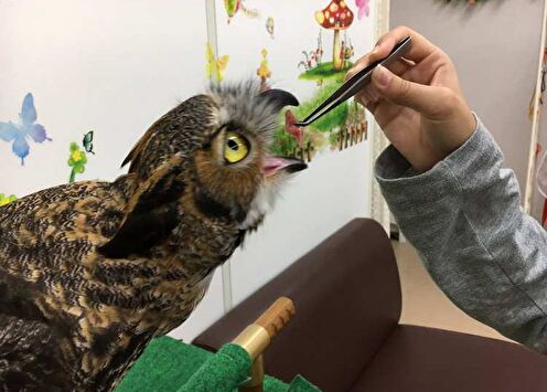 Совиное кафе в Японии